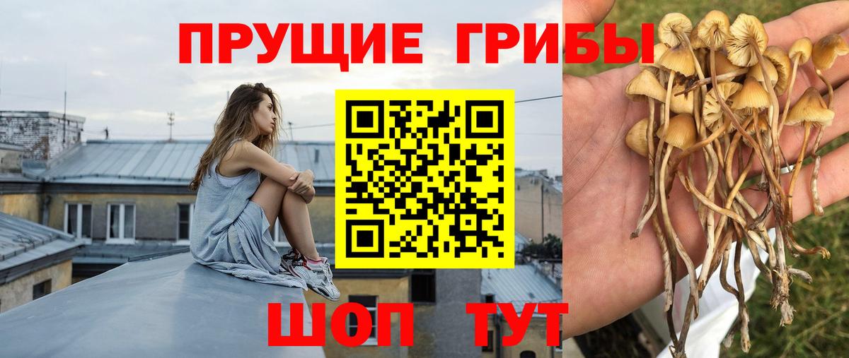 Галлюциногенные грибы Cubensis Златоуст